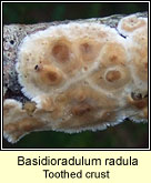 Basidioradulum radula, Toothed crust