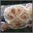 Basidioradulum radula, Toothed crust