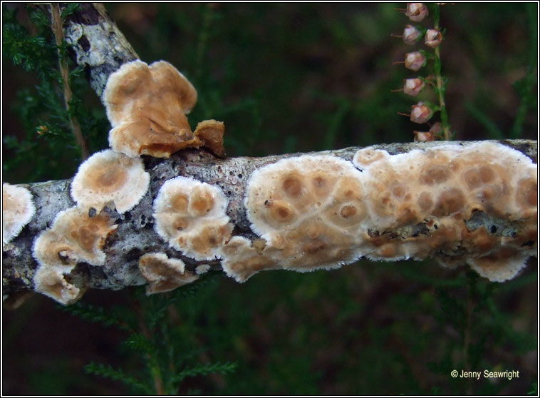 Basidioradulum radula, Toothed crust