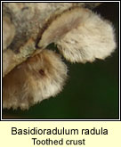 Basidioradulum radula, Toothed crust