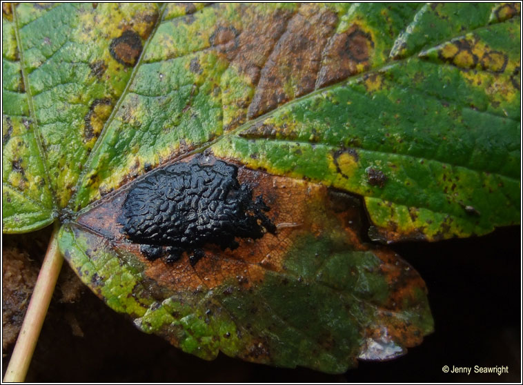 Rhytisma acerinum, Tar-spot fungus