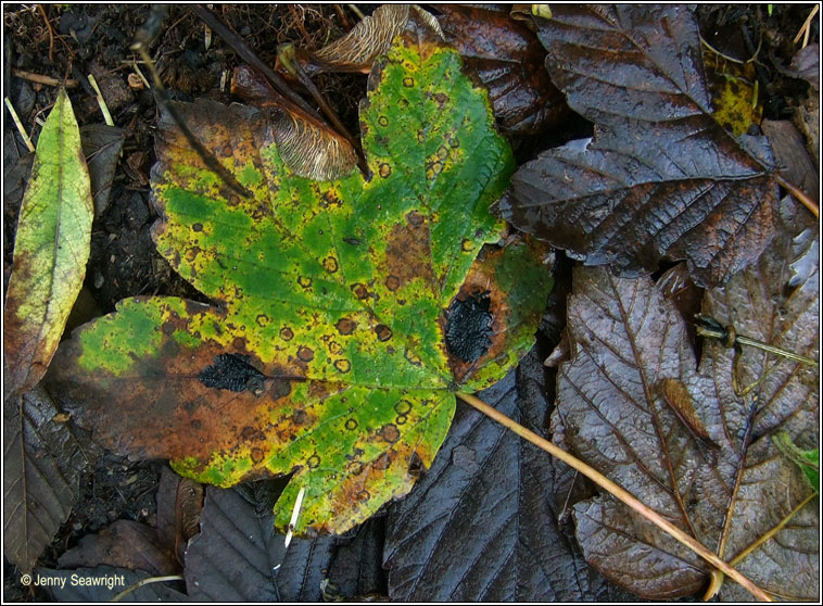 Rhytisma acerinum, Tar-spot fungus