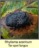 Rhytisma acerinum, Tar-spot fungus