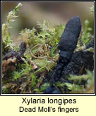 Xylaria longipes, Dead Moll's fingers