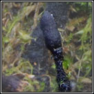 Xylaria longipes, Dead Moll's fingers