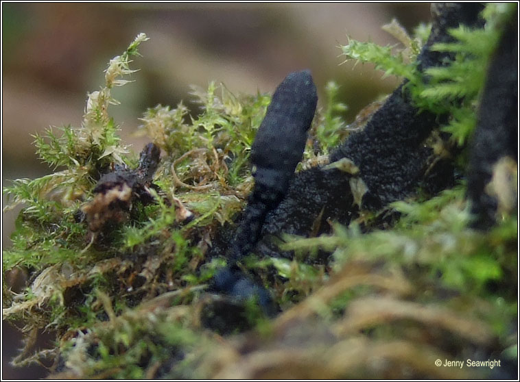 Xylaria longipes, Dead Moll's fingers