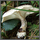 Clitocybe nebularis, Clouded funnel