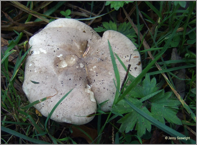 Clitocybe nebularis, Clouded funnel