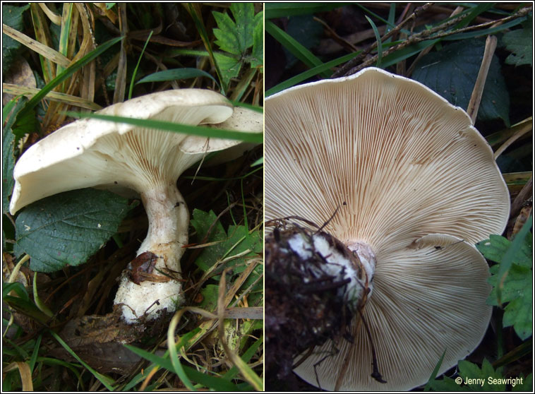 Clitocybe nebularis, Clouded funnel