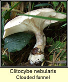 Clitocybe nebularis, Clouded funnel