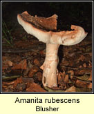 Amanita rubescens, the Blusher