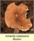 Amanita rubescens, the Blusher