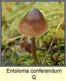 Entoloma conferendum Q