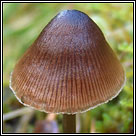 Entoloma