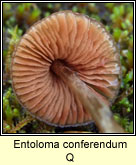 Entoloma conferendum Q