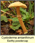 Cystoderma amianthinum, Earthy powdercap