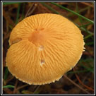 Cystoderma amianthinum, Earthy powdercap