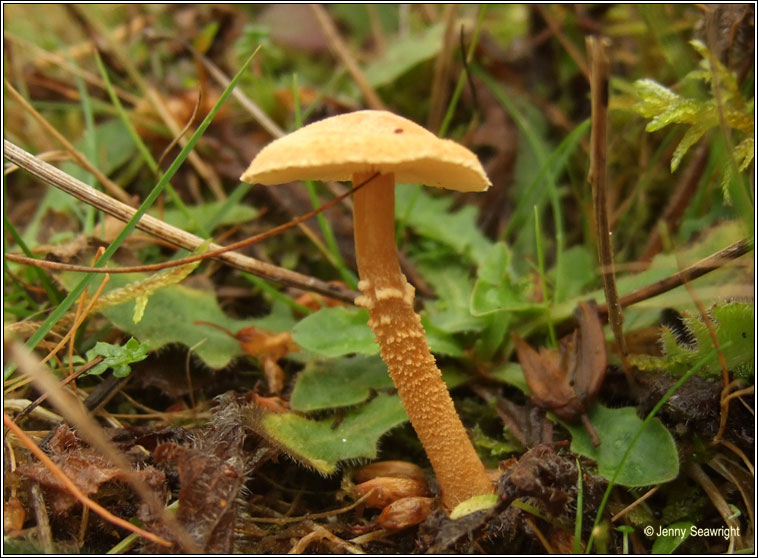 Cystoderma amianthinum, Earthy powdercap