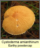 Cystoderma amianthinum, Earthy powdercap