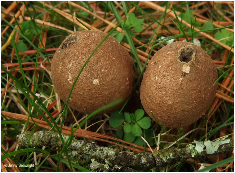 Lycoperdon perlatum, Common puffball