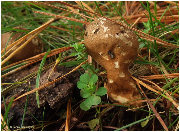 Lycoperdon perlatum, Common puffball