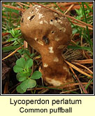 Lycoperdon perlatum, Common puffball