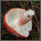 Russula sanguinaria, Bloody brittlegill