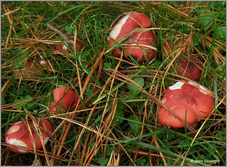 Russula sanguinaria, Bloody brittlegill