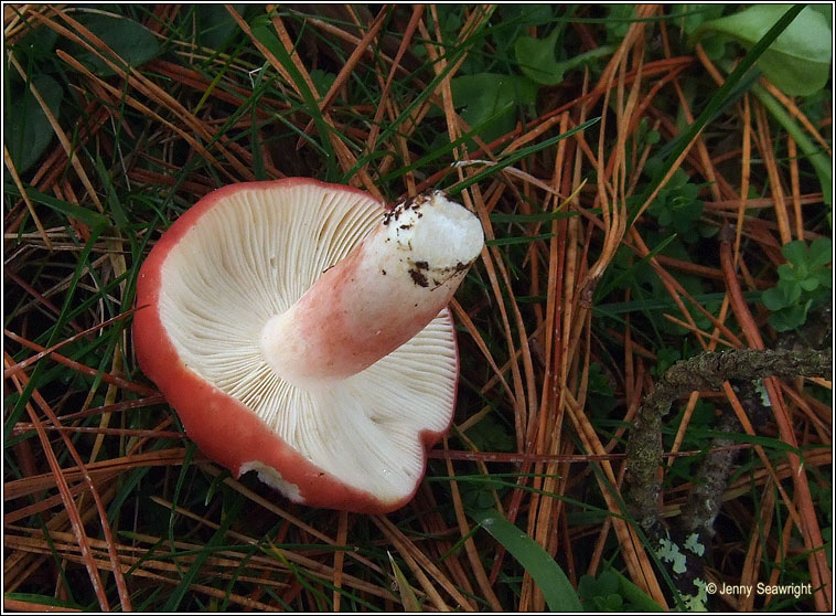 Russula sanguinaria, Bloody brittlegill