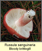 Russula sanguinaria, Bloody brittlegill