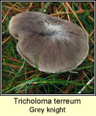Tricholoma terreum, Grey knight