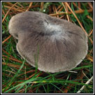 Tricholoma terreum, Grey knight