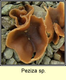 Peziza sp