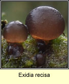 Exidia recisa