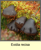 Exidia recisa