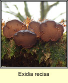 Exidia recisa