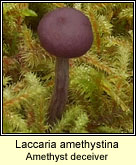 Laccaria amethystina, Amethyst deceiver