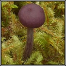 Laccaria amethystina, Amethyst deceiver