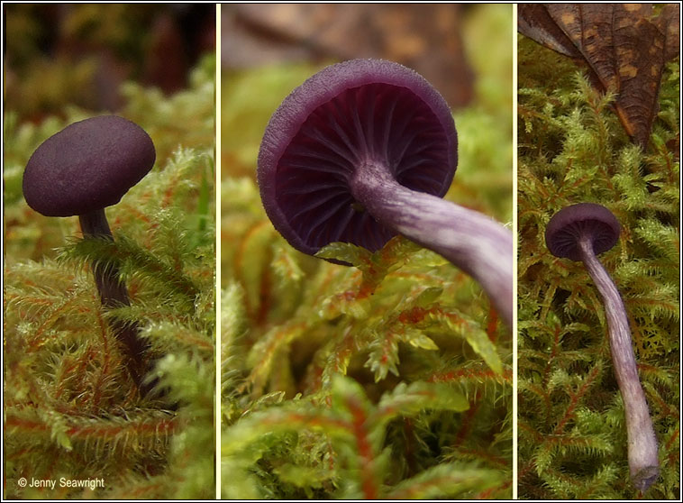 Laccaria amethystina, Amethyst deceiver