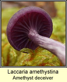 Laccaria amethystina, Amethyst deceiver