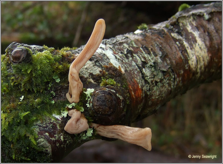 Macrotyphula fistulosa var contorta, Pipe club var contorta