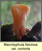 Macrotyphula fistulosa var contorta