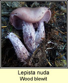 Lepista nuda, Wood blewit