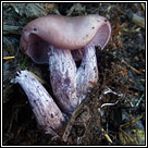 Lepista nuda, Wood blewit