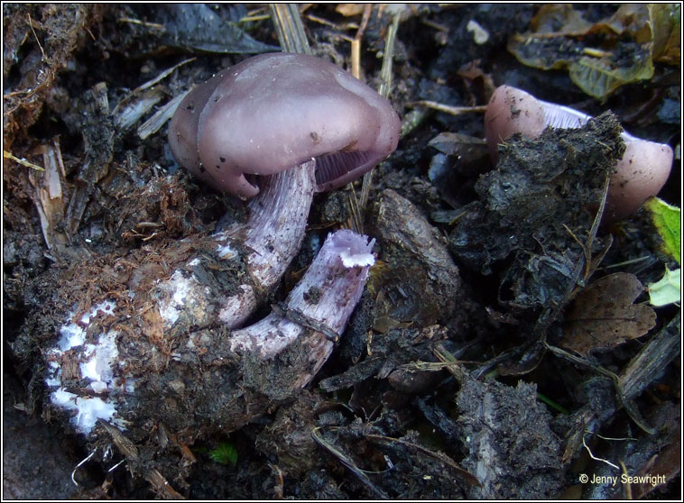 Lepista nuda, Wood blewit