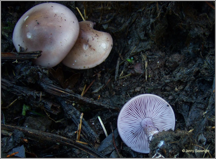 Lepista nuda, Wood blewit