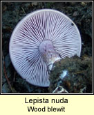 Lepista nuda, Wood blewit