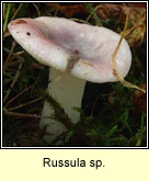 Russula sp