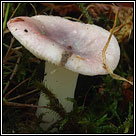 Russula sp