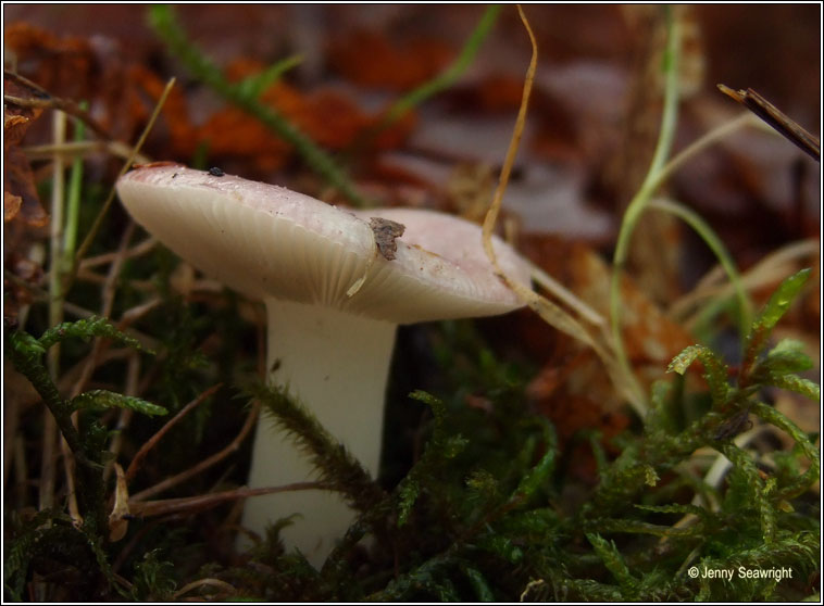 Russula sp